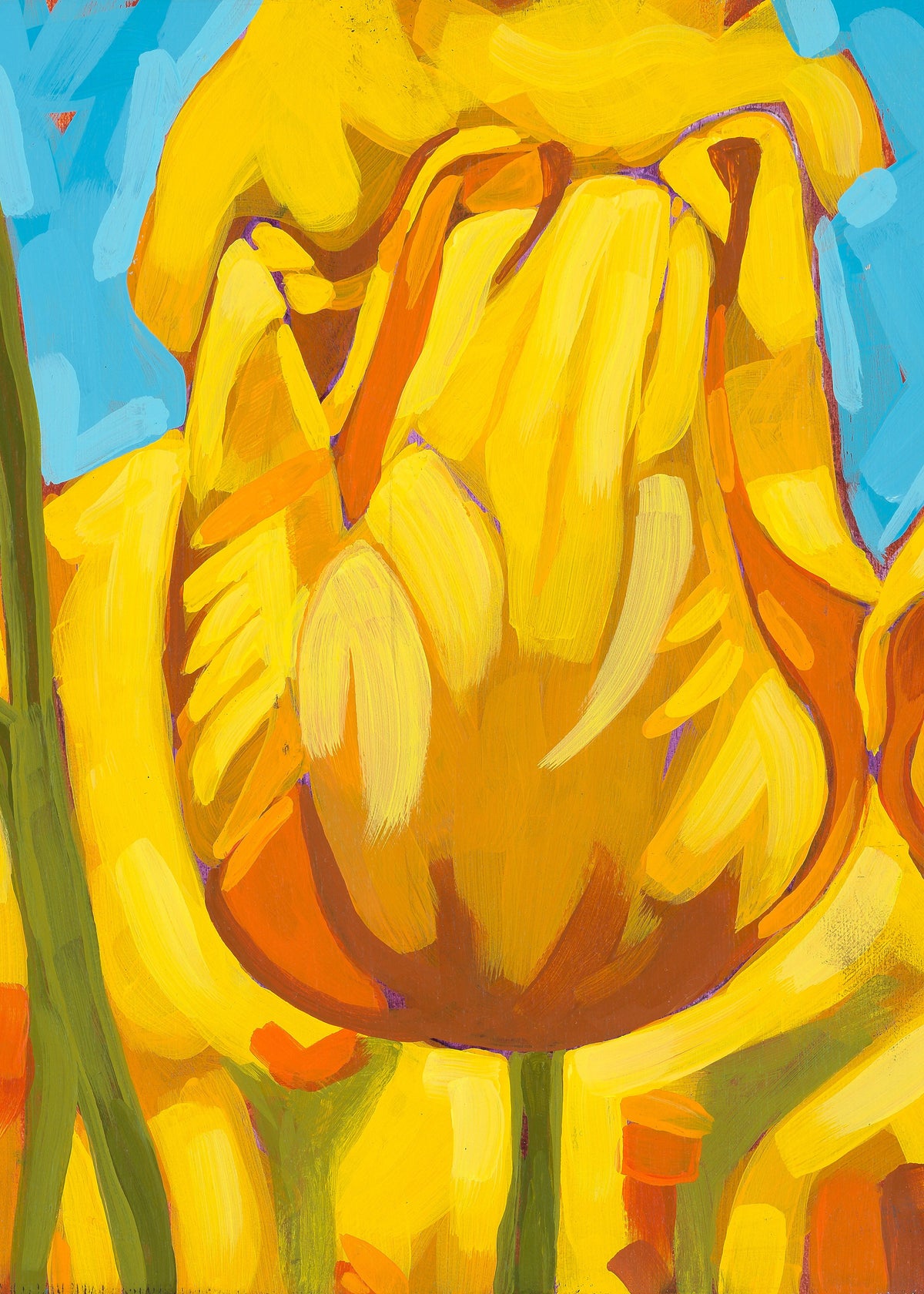 Yellow Tulip